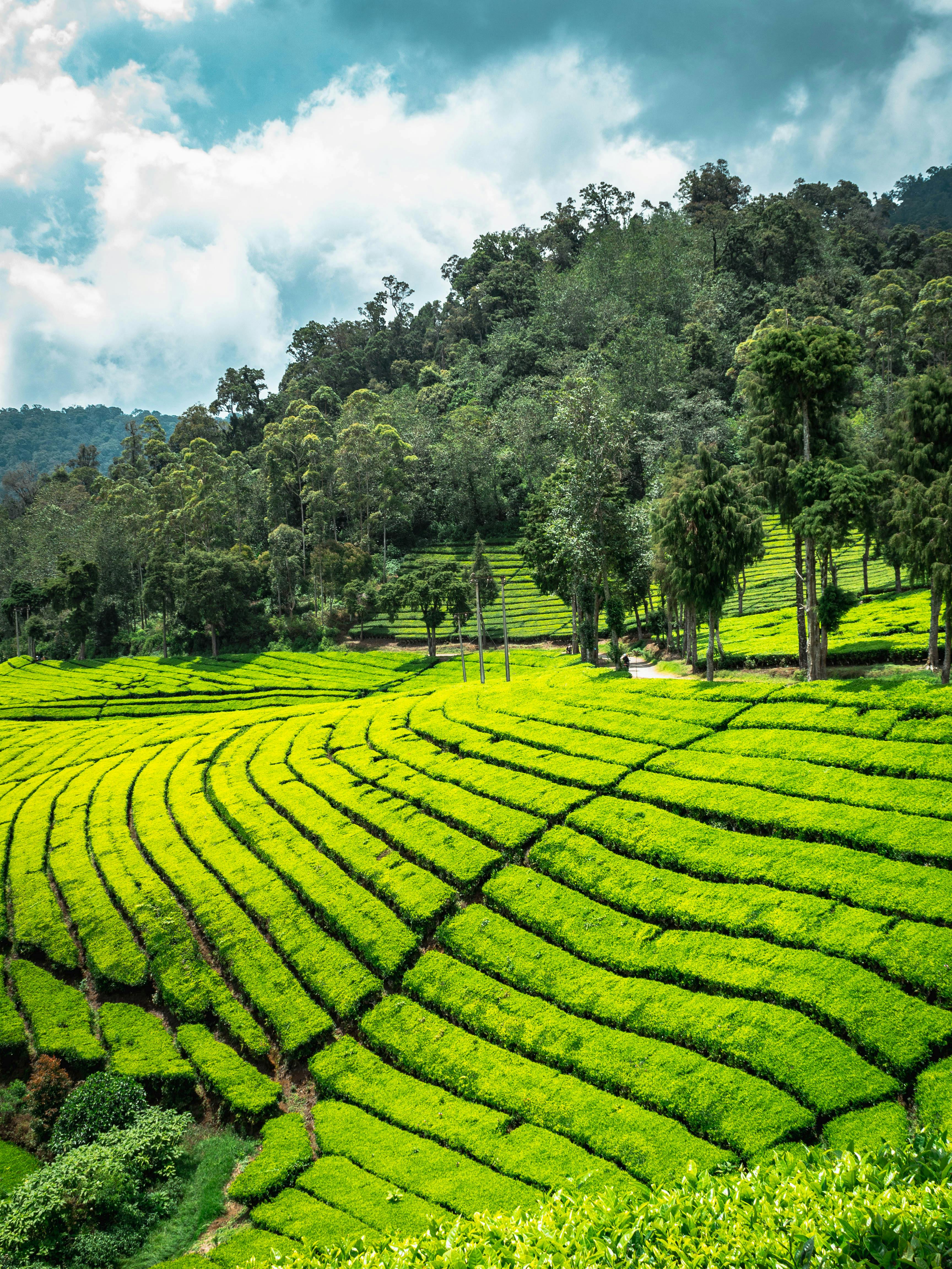 Munnar Day Trip